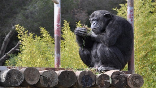 Badgy - Testimony of the Fréjus Zoo on the use of Badgy for its subscription cards